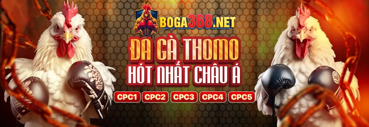 Đá gà trực tuyến US8 - Trận đấu kịch tính